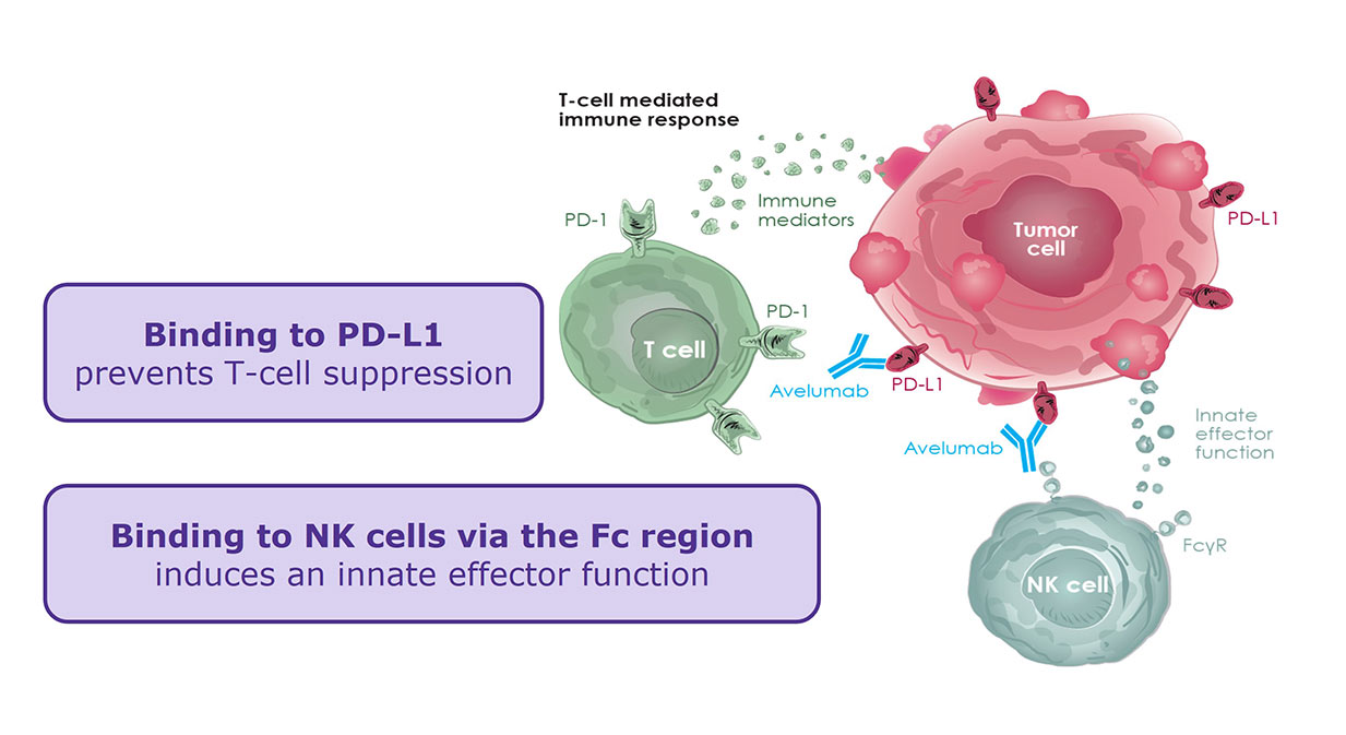 【OT】EMD PD-1 EMD SERONO | PD-L1